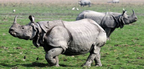One Horned Rhino Kaziranga